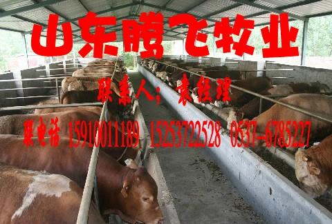 济宁市2012年良种牛羊最新价格厂家2012年良种牛羊最新价格