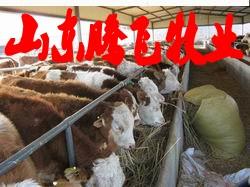 济宁市山东哪的肉牛价格低品种好厂家