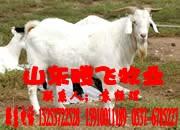 济宁市哪的山羊价格低厂家
