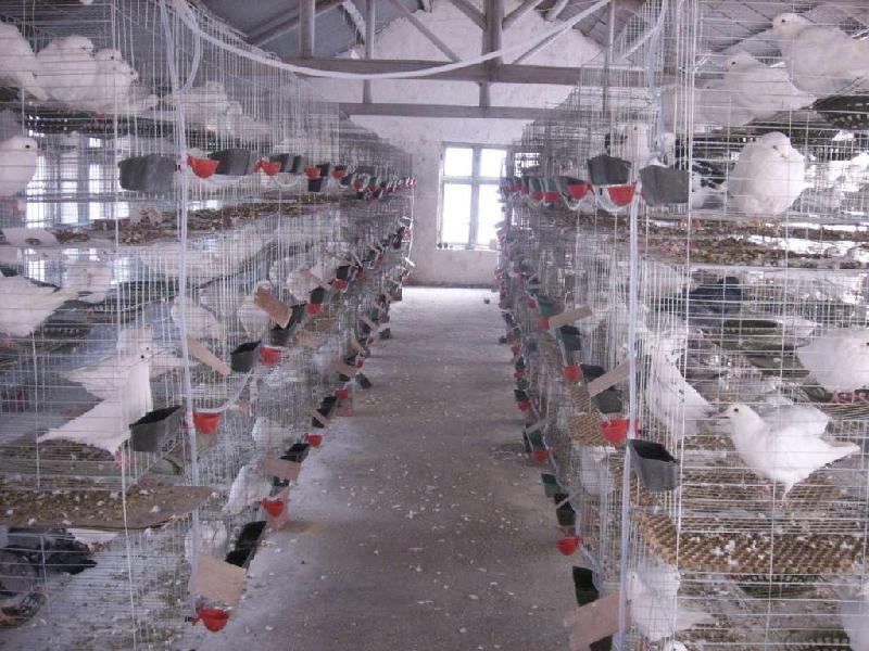 供应山东临沂种鸽肉鸽养殖场白卡努鸽银王鸽