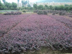 供应红花继木，红花继木盆景图片，红花继木古桩，红花继木小苗