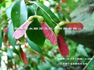 供应红翅槭种子
