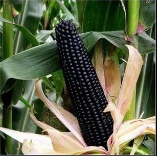 供应玉米种子（黑糯玉米）高营养黑色食品/奇山黑糯518、奇山紫糯图片