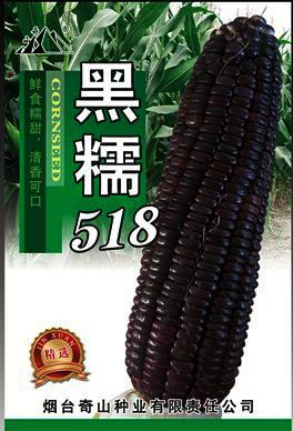 供应精选特色甜糯黑玉米种子/烟台甜糯黑玉米种子批发价格/玉米种子图片