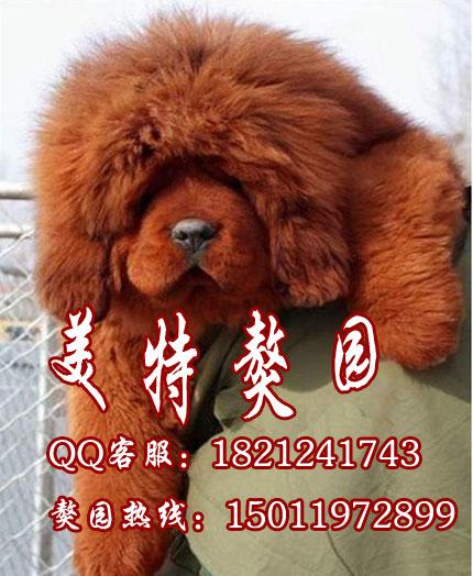 广州藏獒犬 广州哪里有藏獒犬卖 广州美特獒园