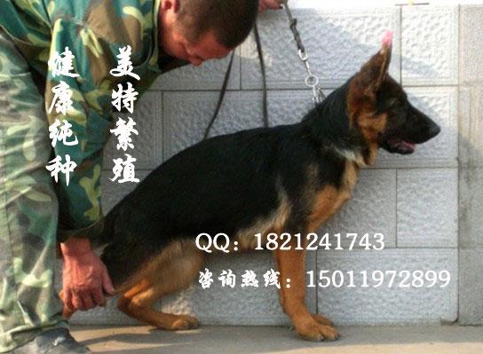 广州那里有卖德国牧羊犬价格多少德批发