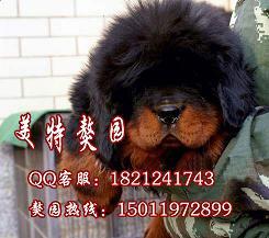 广州哪里有狗卖广州哪里有卖藏獒批发