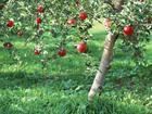 供应供应3-5公分苹果树/苹果树苗种植