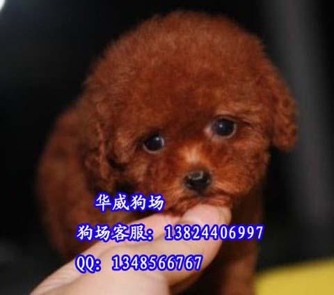 广州天河区有卖宠物狗批发