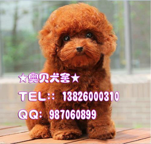 供应广州卖泰迪熊批发商广州贵宾犬价格