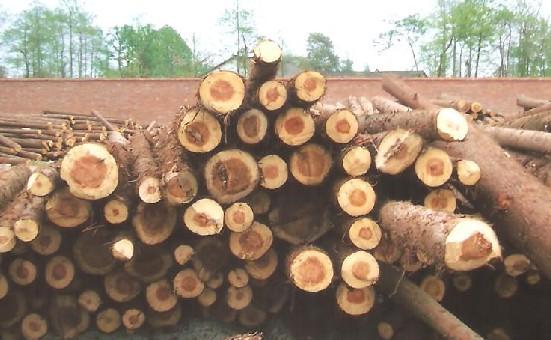 非洲桃花芯进口代理木材进口代理批发