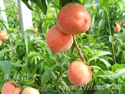 超红桃树苗价格