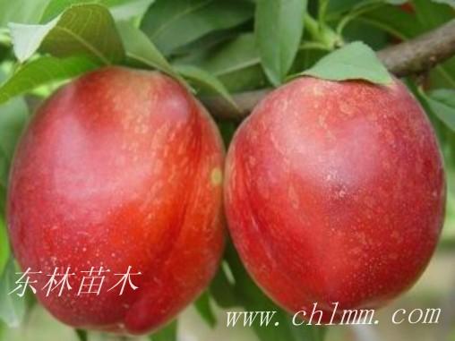 中油桃14号油桃树苗价格