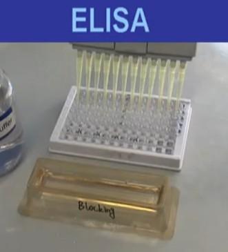 供应人白血病抑制因子(LIF)ELISA试剂盒