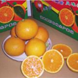 供应日本桔柚专供北京批发市场