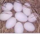 杭州鹅蛋价格行情嘉兴鹅蛋销售价格绍兴鹅蛋批发价格鹅蛋的营养价值种鹅蛋图片
