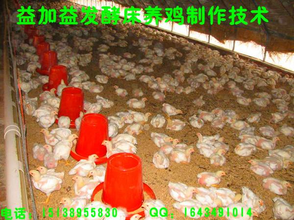 益加益发酵床养鸡专用菌种菌液让鸡批发