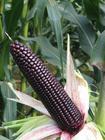 供应黑糯玉米种子图片