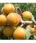 供应杏树，杏树苗，优质杏树苗，优质凯特杏树苗，金太阳杏树苗，