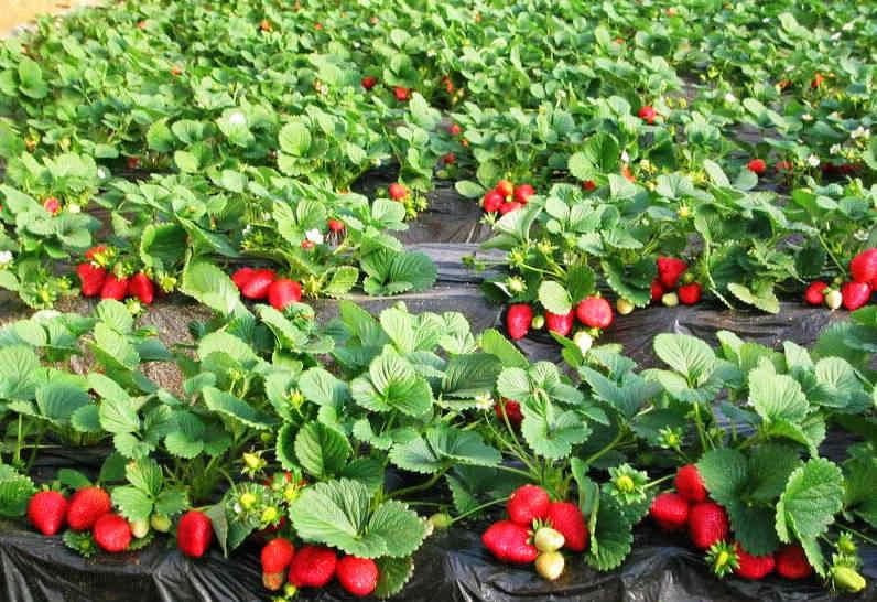 供应山东草莓苗价格，草莓苗哪里好，山东金源草莓苗基地，图片