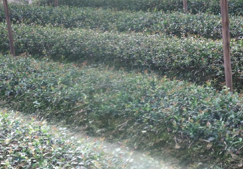 供应油茶容器苗报价-油茶容器苗供应-江西丰城高产油茶苗基地