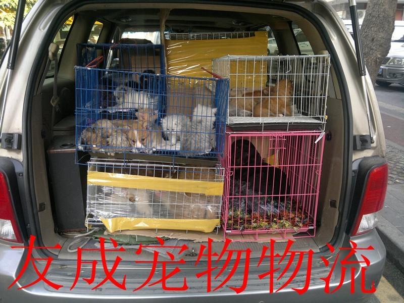 北京哪里能托运宠物狗狗猫猫到香港批发