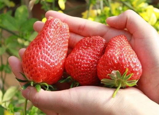 供应徐州哪里有草莓苗卖