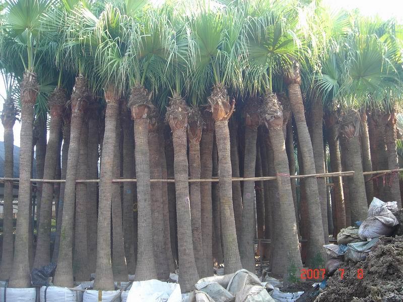 供应棕榈价格，棕榈工程苗，棕榈苗木