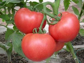 优质番茄种子代理批发