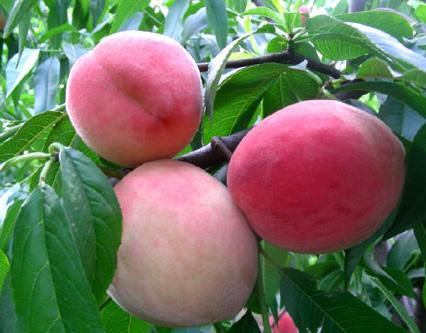 供应桃树品种中华圣桃