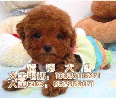 供应用于贵宾犬的广州哪里有卖狗狗