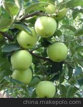 供应用于食用的藤木苹果