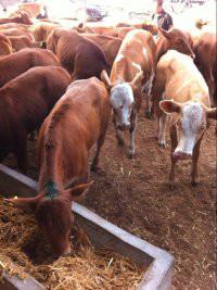 供应几个月的肉牛犊最好养鲁西黄牛