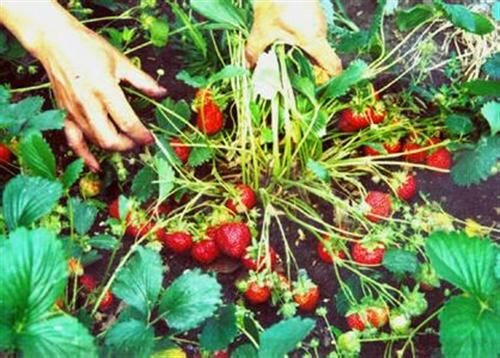 泰安草莓苗报价、山东草莓苗品种哪里最纯、季风园艺场图片