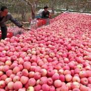 供应用于水果的优质苹果批发价格 山东苹果产地图片