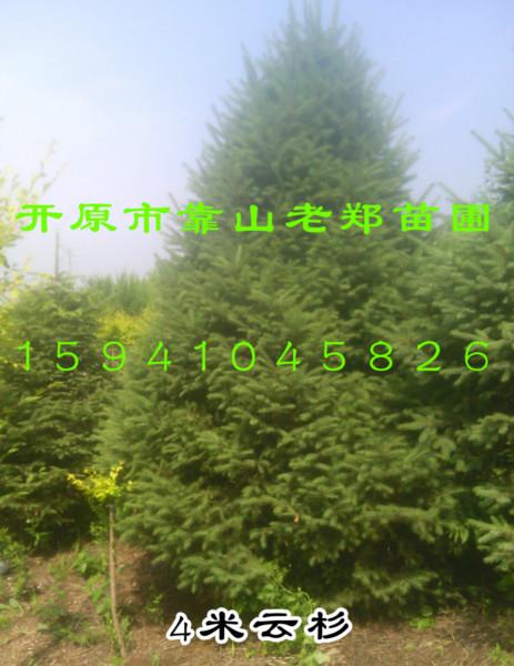 【圃地直销】1--7红皮云杉常绿树种东北云杉价格工程用苗小苗图片
