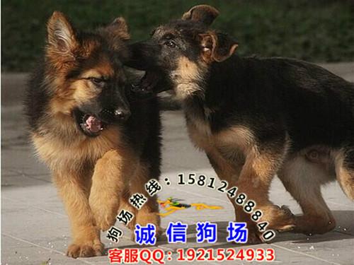 广州哪里有卖纯种的德国牧羊犬批发