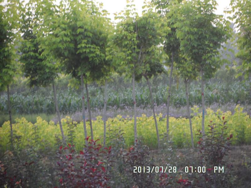 保定市金叶复叶槭  金叶白蜡厂家供应用于绿化苗木的金叶复叶槭  金叶白蜡工程苗