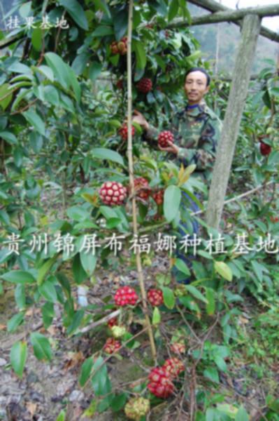 供应广东菠萝葡萄种苗批发商，广东菠萝葡萄种苗供货商