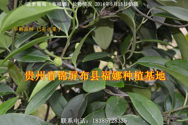 黔东南苗族侗族自治州海口菠萝葡萄种苗报价厂家