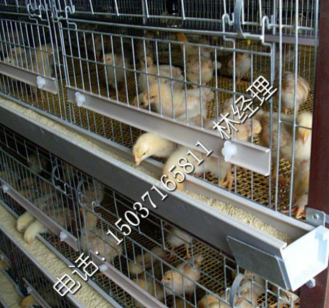 驻马店市河南金凤四层立式育雏鸡笼养鸡设备厂家
