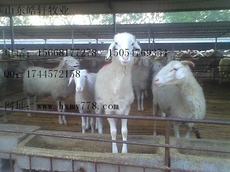 供应用于肉羊的二串子绵羊价格