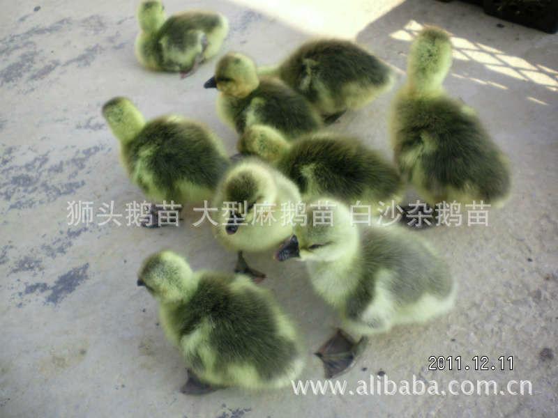 桂林市大种麻鹅厂家供应大种麻鹅