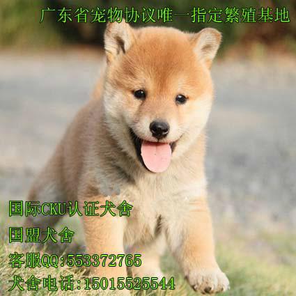 广州买日本柴犬去哪个狗场基地比较好