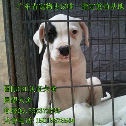 广州哪里有卖杜高犬 广州国盟狗场售后服务比较好