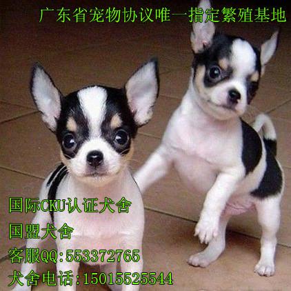 广州哪里有卖狗的详细地址 广州狗场有30多种宠物狗
