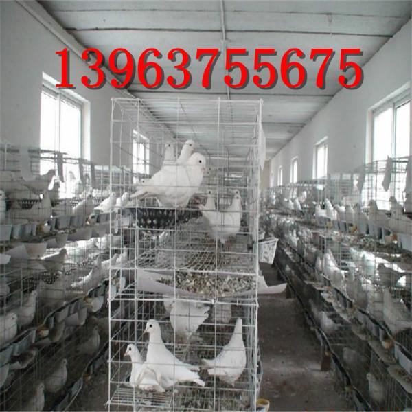 供应600对白羽王种鸽，购买种鸽可提供技术人员上门指导图片