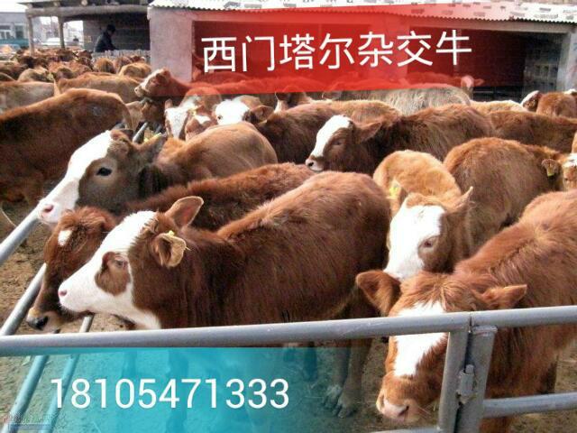 供应西门塔尔肉牛育肥舍养的技术饲料图片