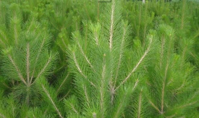 油松盆装苗高1米以上供应用于黄山绿化园林的油松盆装苗高1米以上