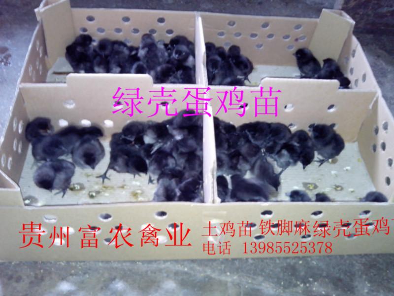 供应贵阳绿壳蛋鸡养殖场，贵州绿壳蛋鸡苗，贵阳绿壳蛋鸡苗价格，